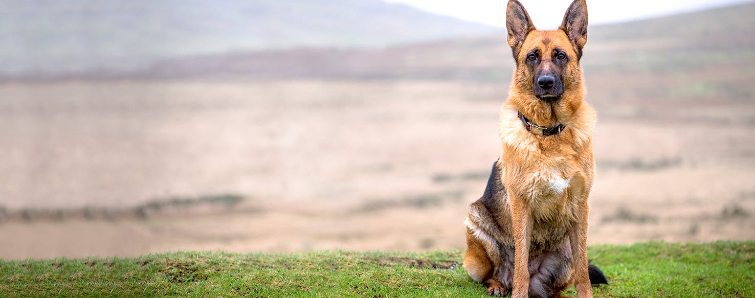 Female Dog Names With Good Meanings Dog Names Meaning Companion Popular Male And Female 